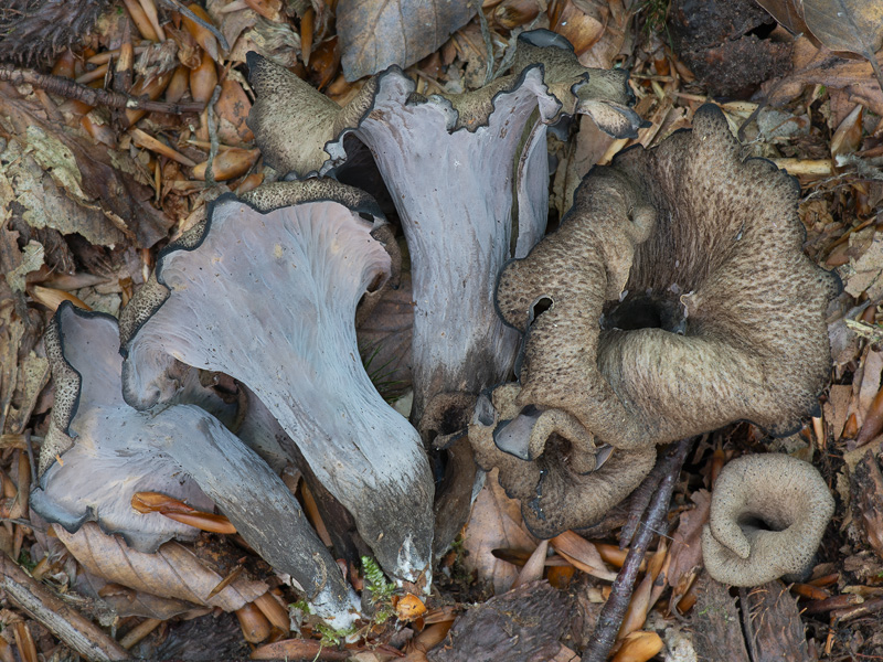 Craterellus cornucopioides